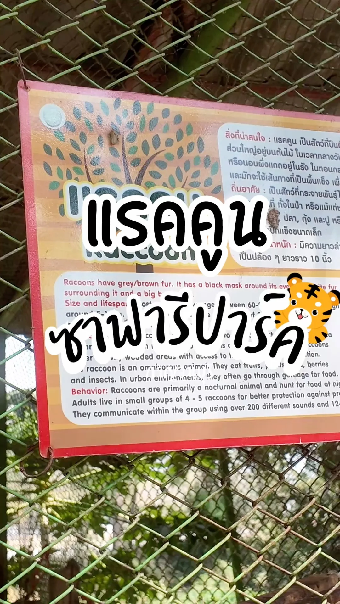 พาไปดู แรคคูน ที่ซาฟารีปาร์ค กาญจนบุรี