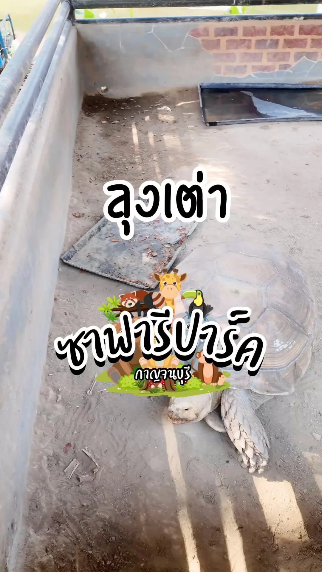 ลุงเต่า แต่เดินอย่างไวที่ซาฟารีปาร์ค กาญจนบุรี