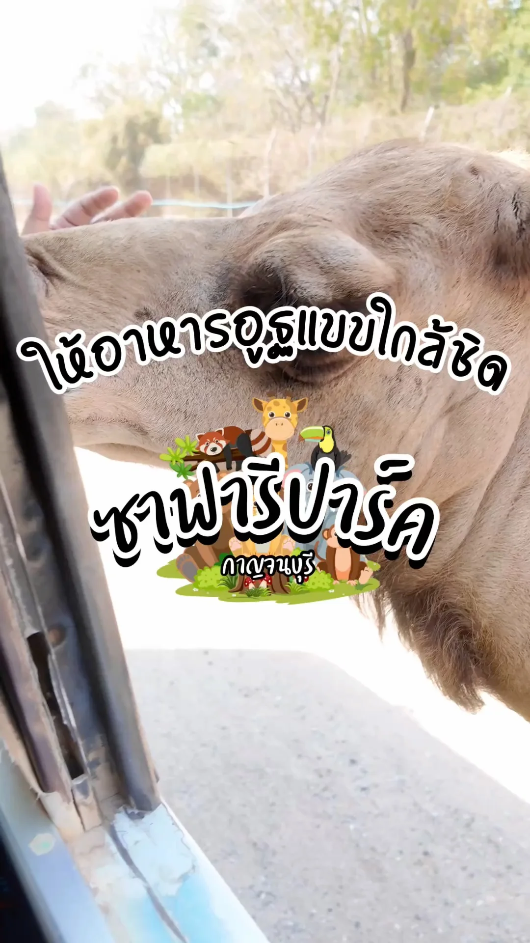 ให้อาหารอูฐแบบใกล้ชิด ที่ซาฟารีปาร์ค กาญจนบุรี