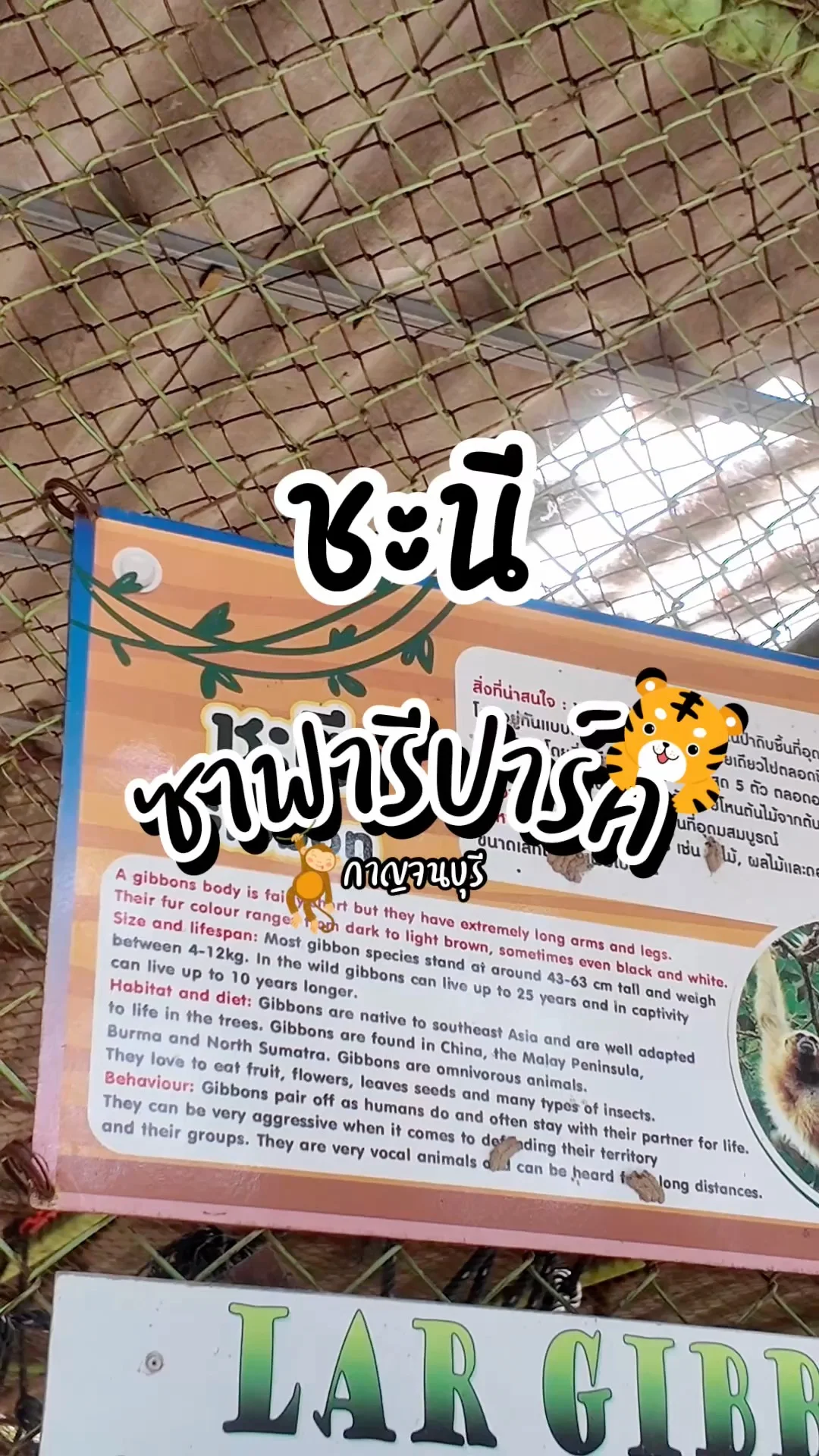 ชมความน่ารักของ ชะนี ที่ซาฟารีปาร์ค กาญจนบุรี