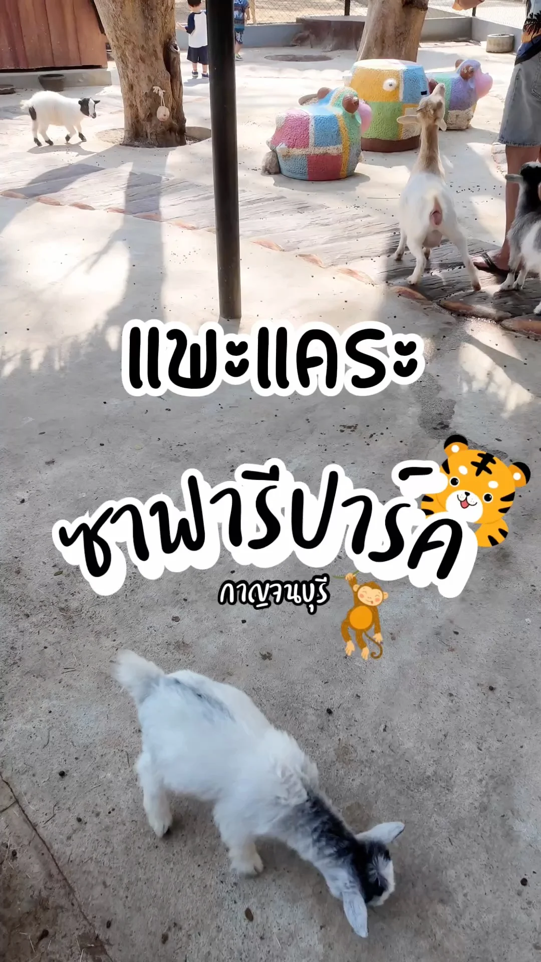 ให้อาหารแพะตัวเล็กน่ารักๆ ที่ซาฟารีปาร์ค กาญจนบุรี\n