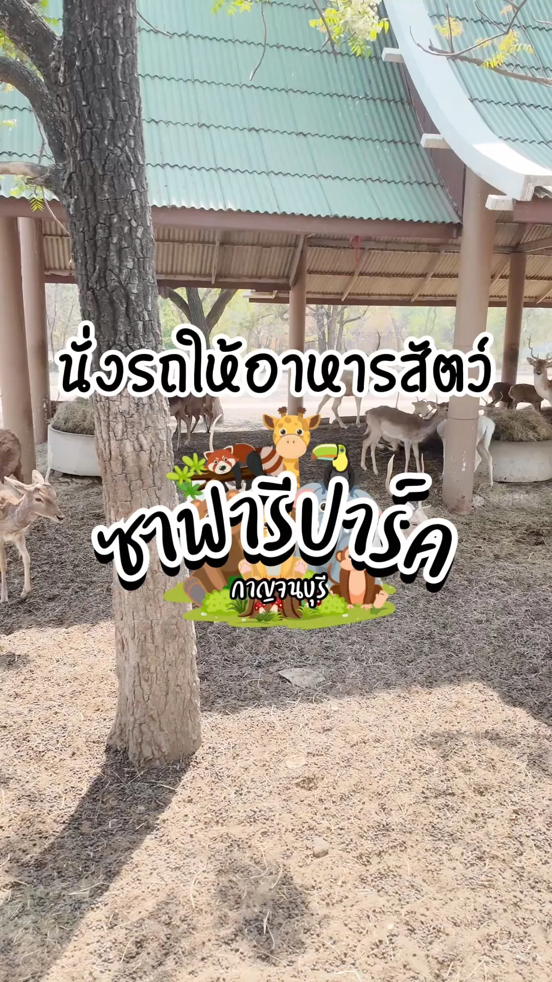 นั่งรถให้อาหารสัตว์แบบใกล้ชิด ที่ซาฟารีปาร์ค กาญจนบุรี