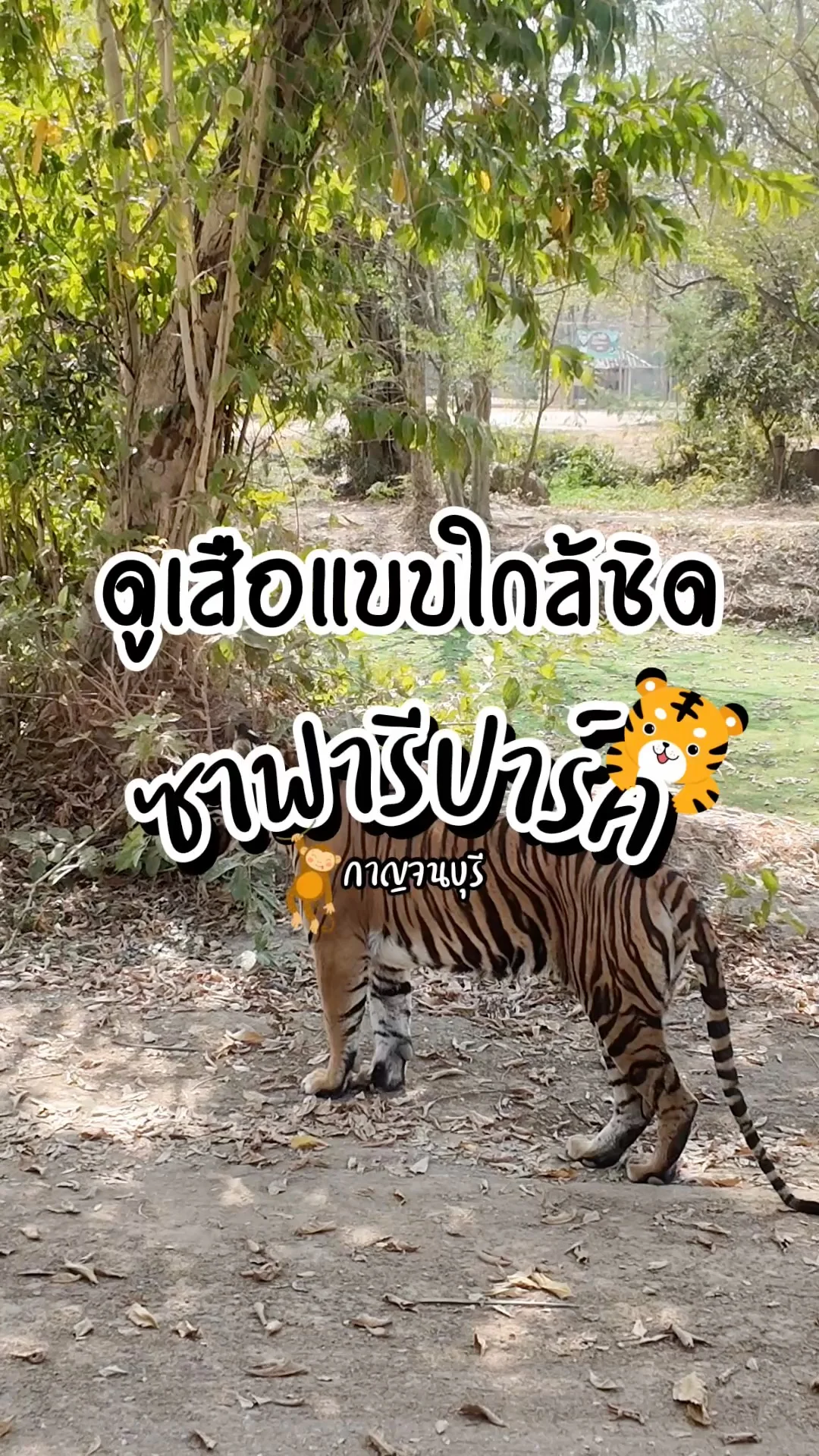 ดูเสือแบบใกล้ชิด ที่ซาฟารีปาร์ค กาญจนบุรี