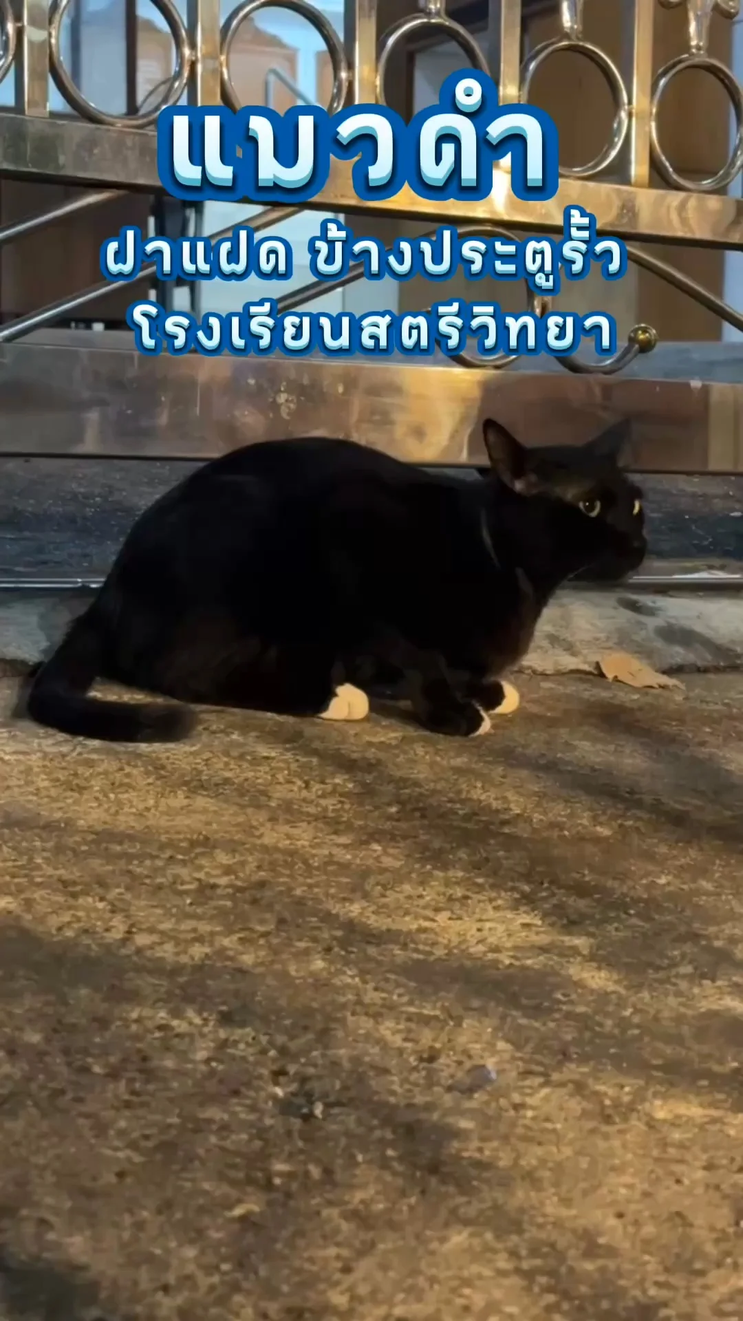 พาดูน้องแมวดำน่ารัก ฝาแฝด ข้างประตูรั้ว โรงเรียนสตรีวิทยา