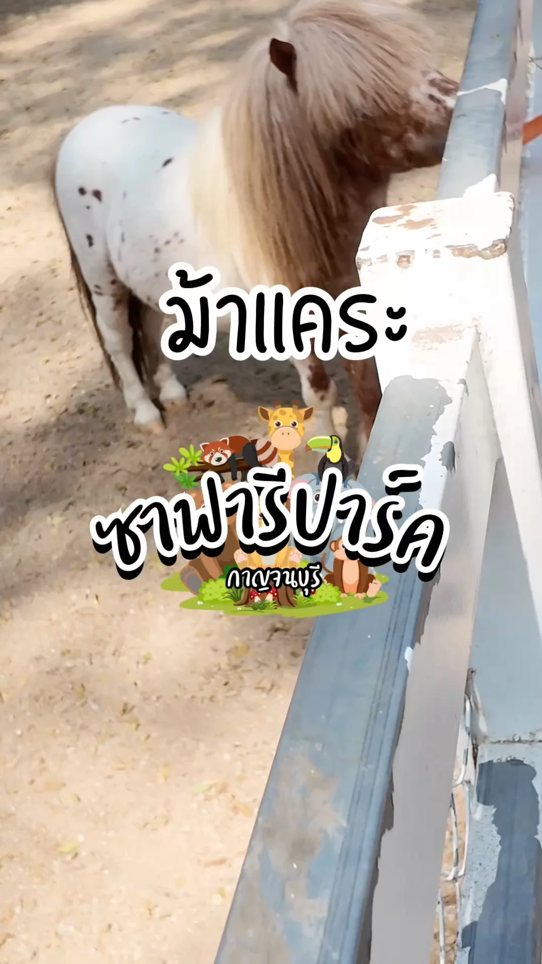 ม้าแคระ กับทรงผมม้าเต่อ ที่ซาฟารีปาร์ค กาญจนบุรี
