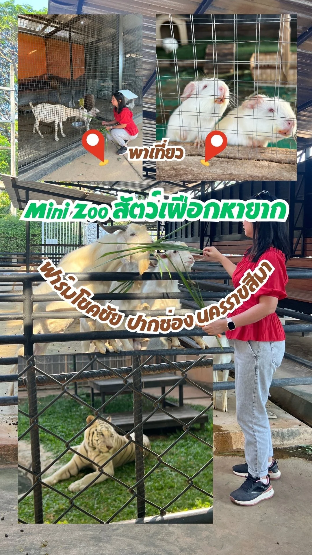 พาเที่ยว Mini Zoo ชมสัตว์เผือกหายากประจำ 12 ปี นักษัตร ณ ฟาร์มโชคชัย