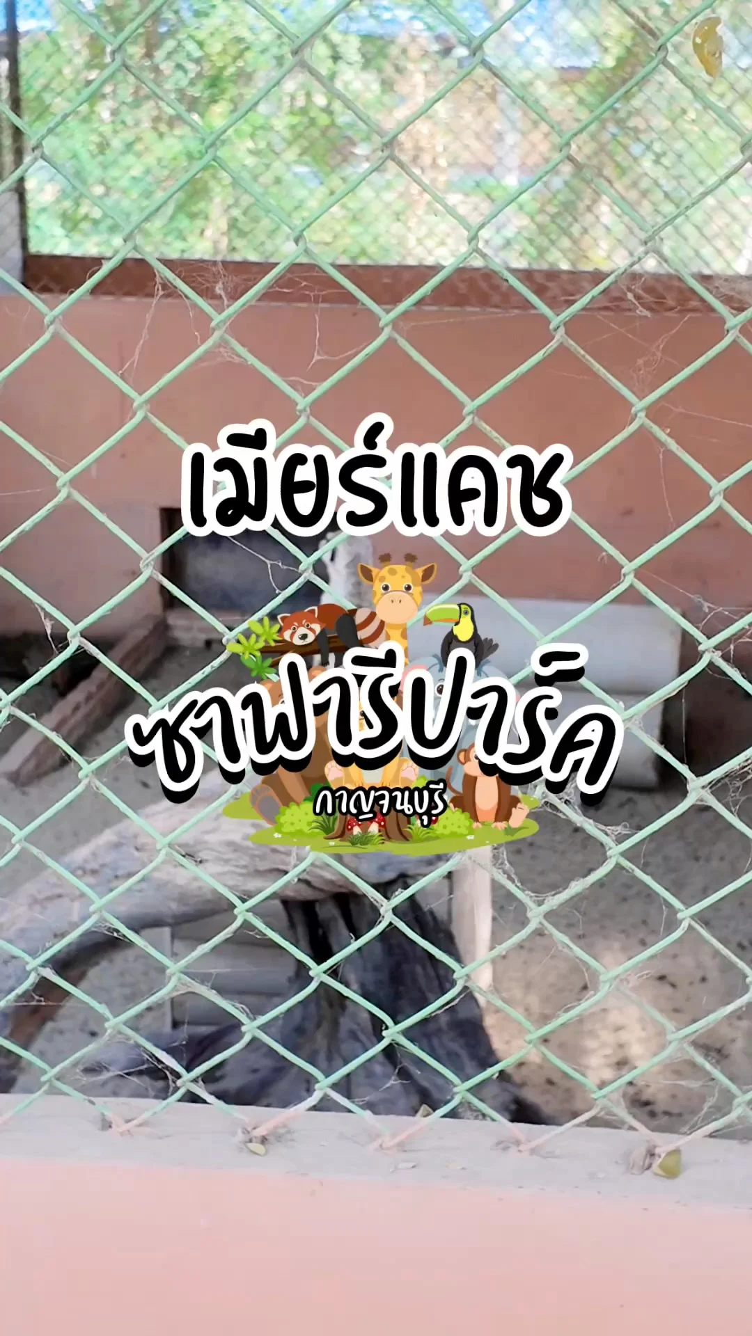 ชมความน่ารักของ เมียร์แคช ที่ซาฟารีปาร์ค กาญจนบุรี