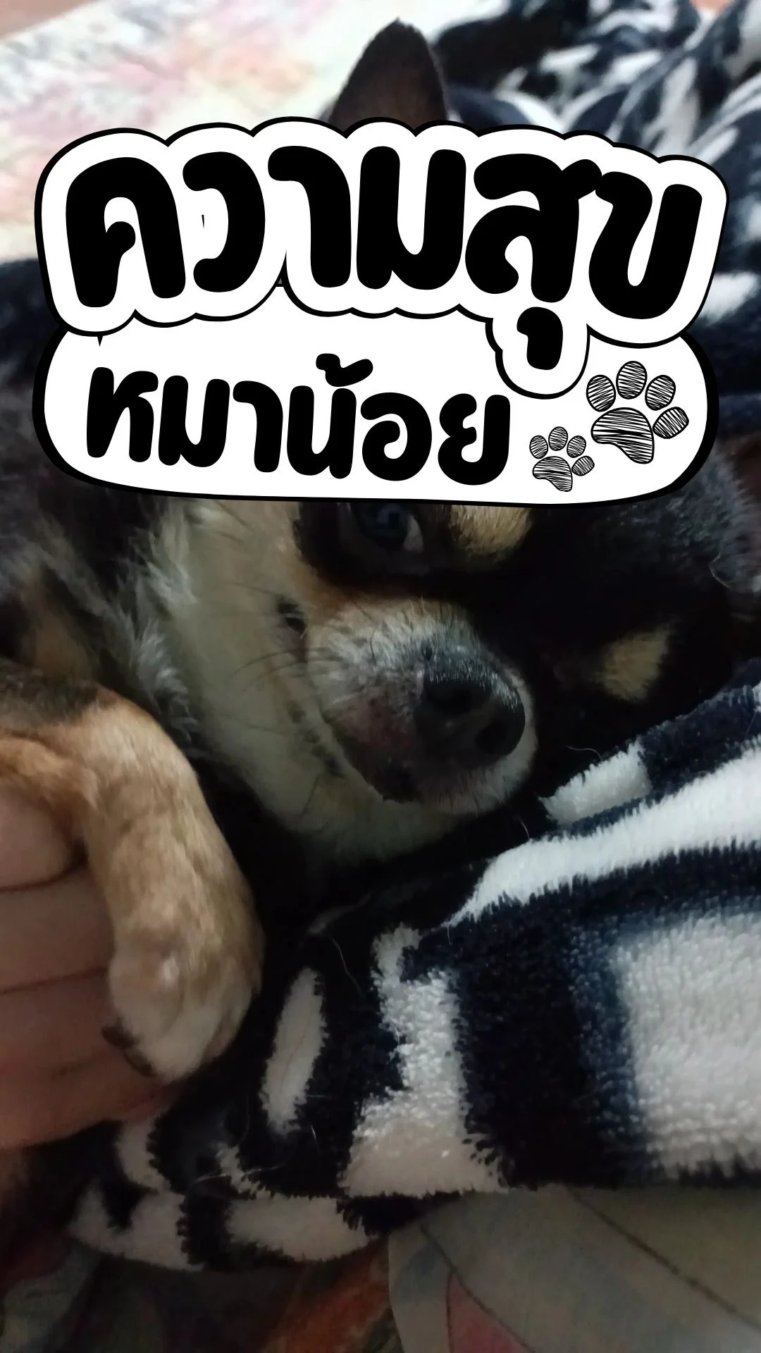 ความสุข ของหมาน้อย หมาน้อยน่ารัก หมาอ้อน