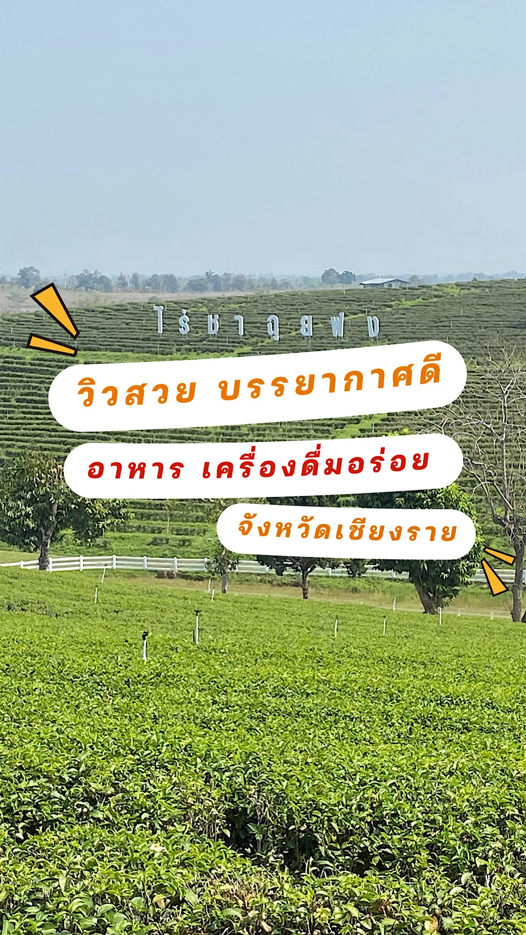 ไร่ชาฉุยฟง วิวสวย บรรยากาศดี อาหารอร่อย อำเภอแม่จัน จังหวัดเชียงราย