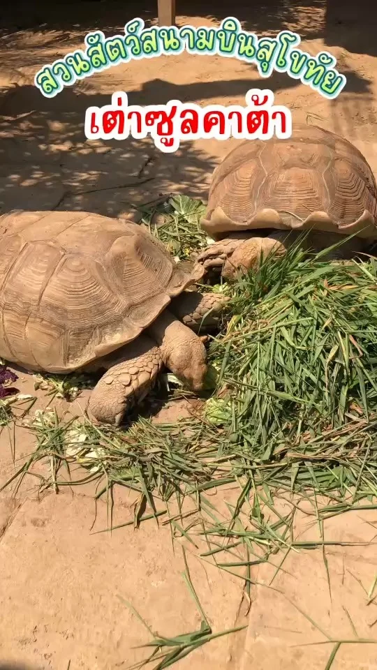 พาชม เต่าซูลคาต้า เป็นเต่าที่ใหญ่ที่สุดในโลก รักสงบและไม่ก้าวร้าว
