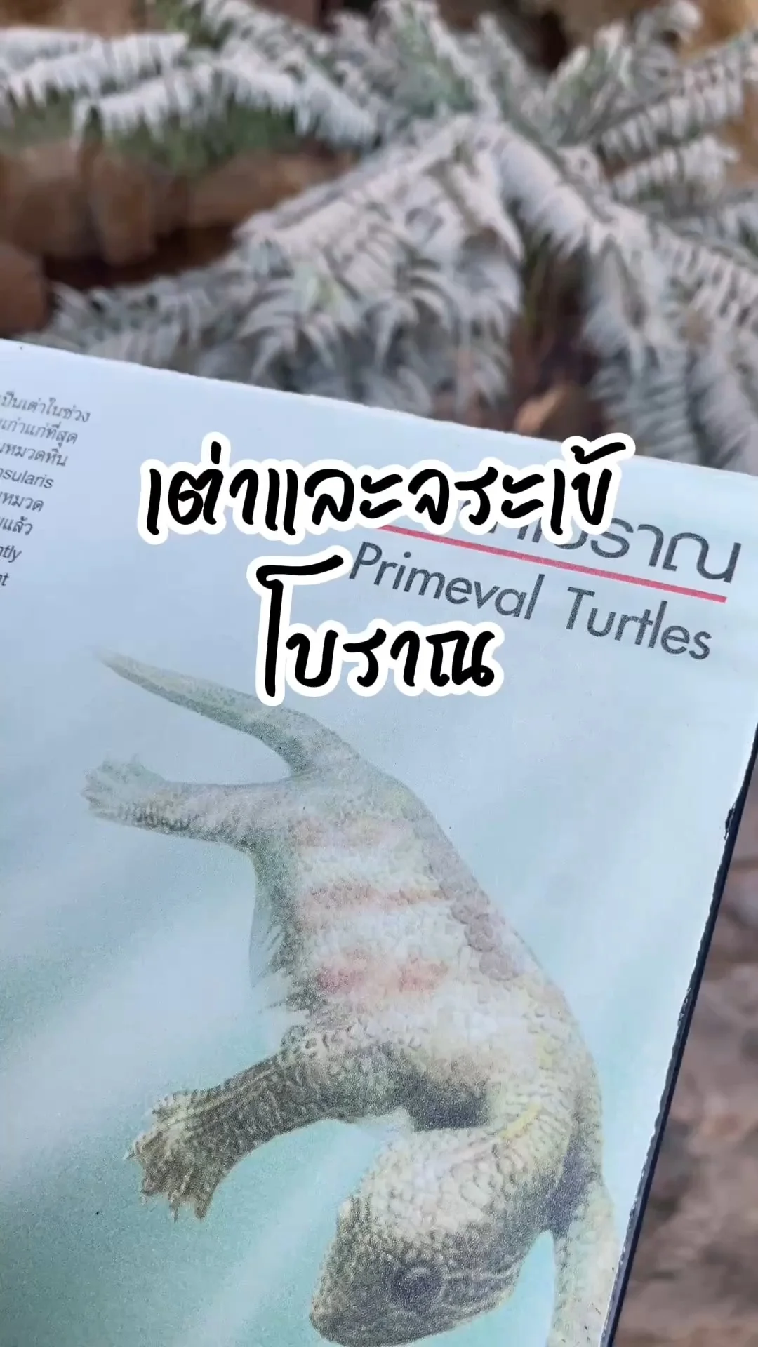 เต่าและจระเข้โบราณ ดูแบบจำลองได้ที่พิพิธภัณฑสถานแห่งชาติธรณีวิทยาฯ