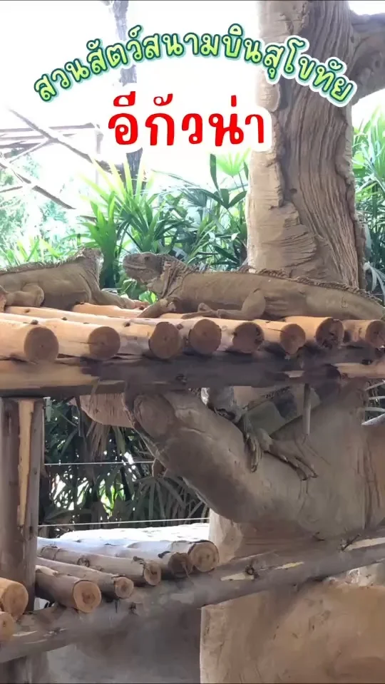 พาชม อีกัวน่า น้องชอบนอนอาบแดด ดูไปก็คล้ายกับสัตว์ยุคไดโนเสาร์เหมือนกันนะ