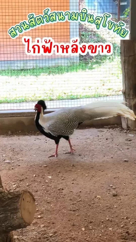 พาชม ไก่ฟ้าหลังขาว ลวดลายสวยงาม สีขาวเงินที่หลังและปีก คล้ายลูกไม้ ยิ่งดูสง่างาม