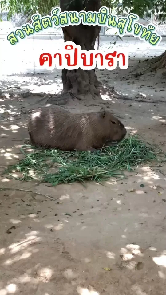 พาชม คาปิบารา นอนกินหญ้าแบบสบายใจ แถมคลายร้อนด้วยการเล่นน้ำโชว์ น่ารักมากๆเลย