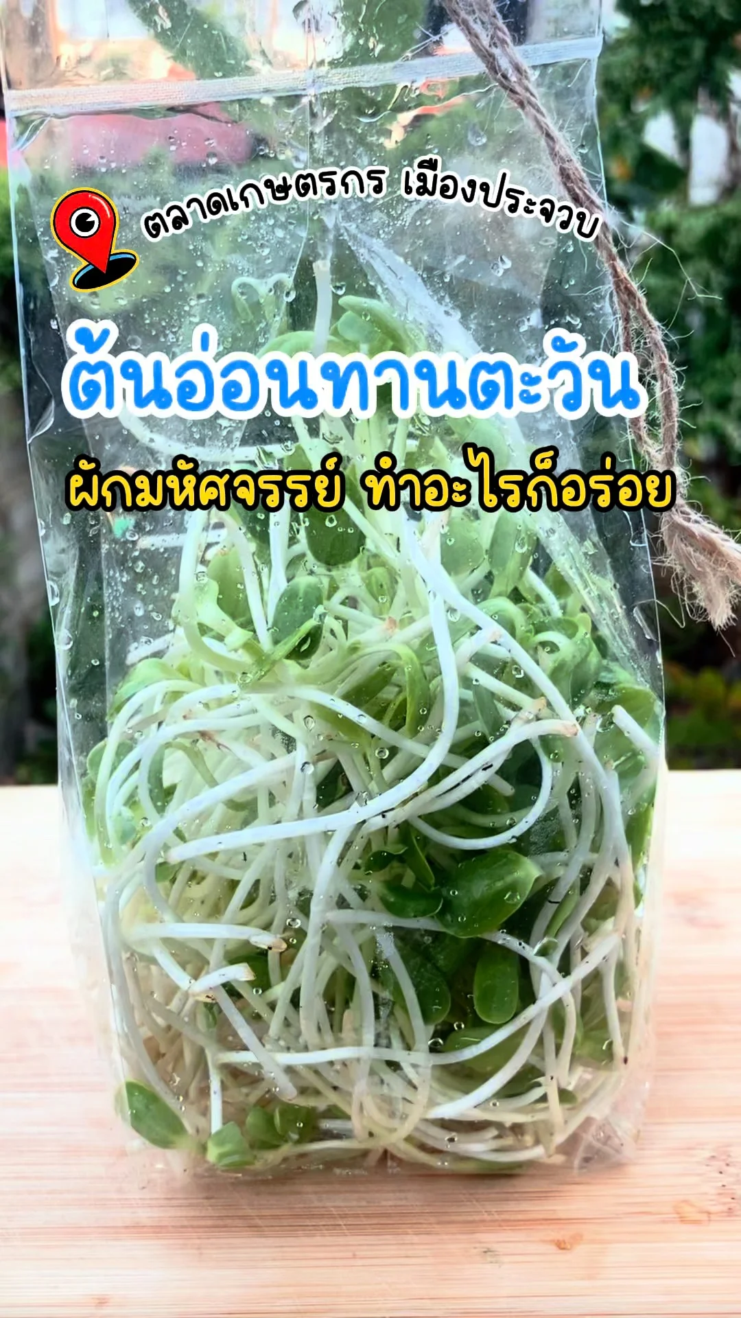 รีวิว ต้นอ่อนทานตะวัน ผักมหัศจรรย์ ทำอะไรก็อร่อย ตลาดเกษตรกรเมืองประจวบ