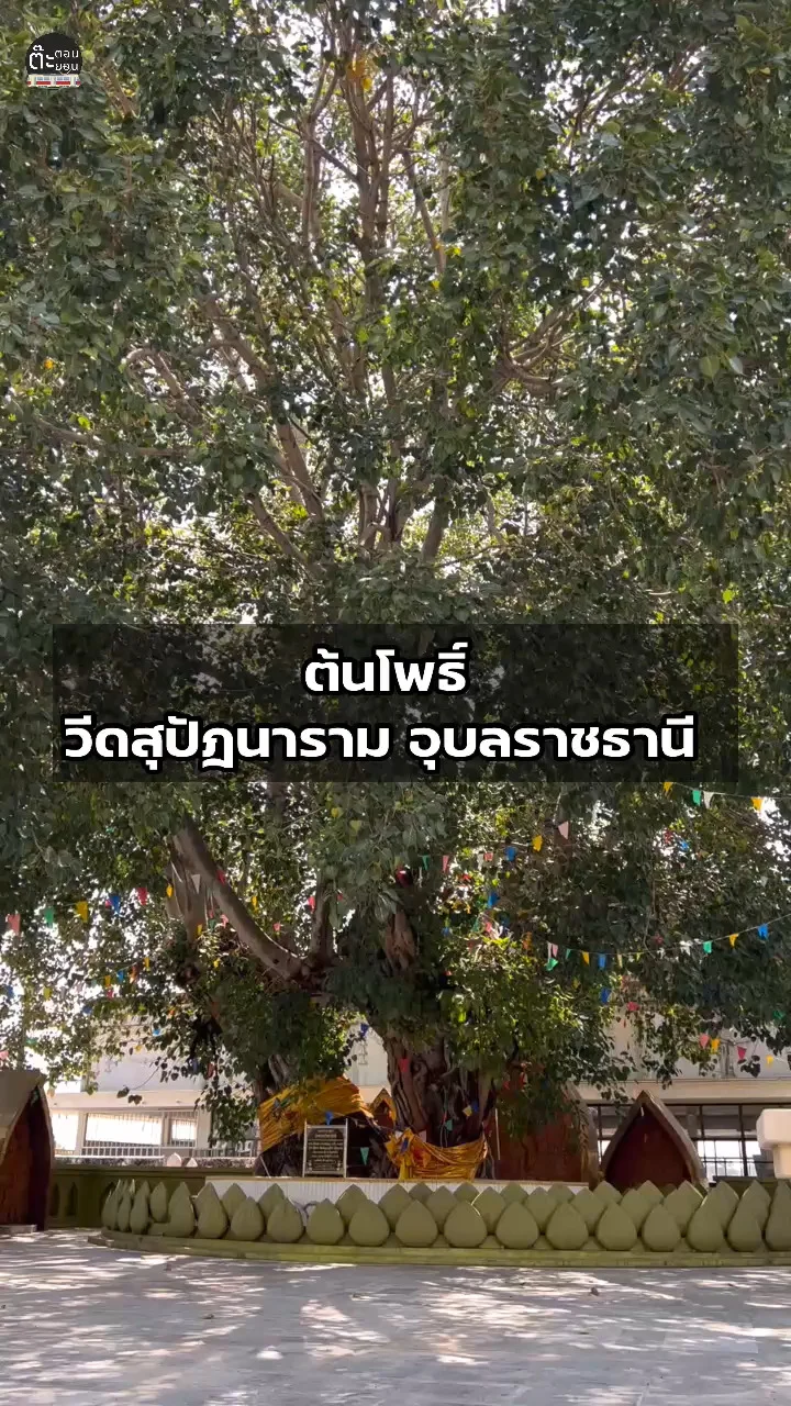 ชมต้นโพธิ์ยักษ์ ร่มรื่นให้ร่มเงาที่วัดสุปัฎนาราม อุบลราชธานี