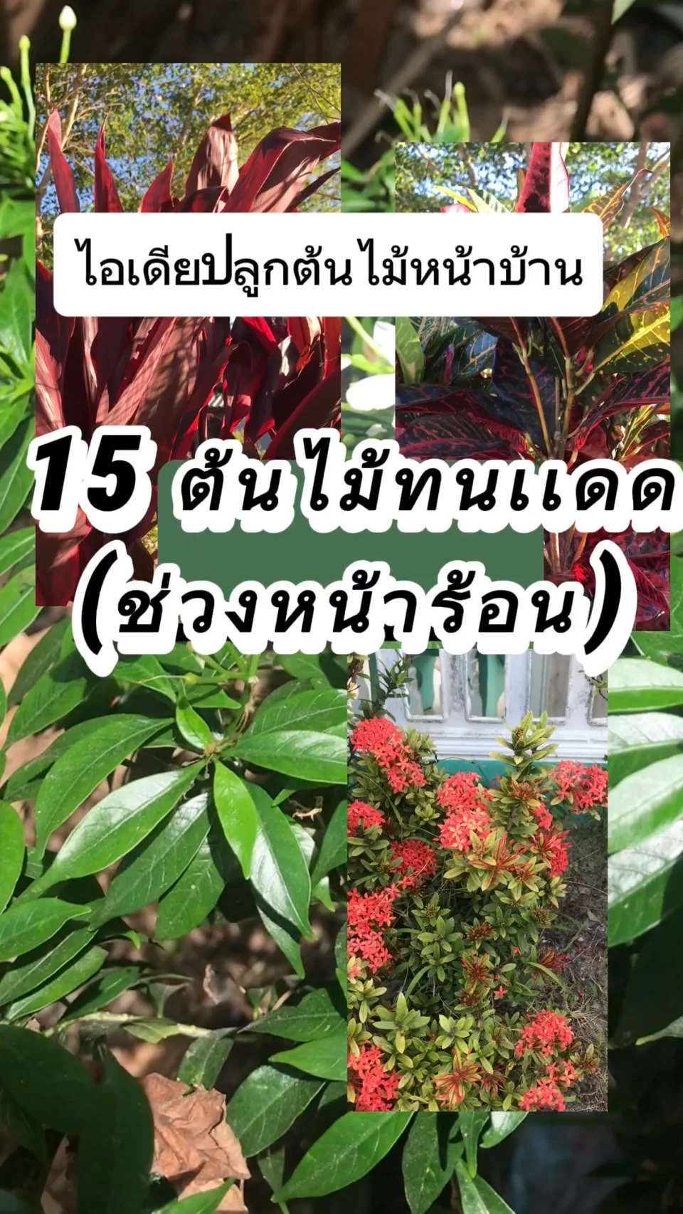 ไอเดีย 15 ต้นไม้ทนเเดดช่วงหน้าร้อน ปลูกหน้าบ้าน