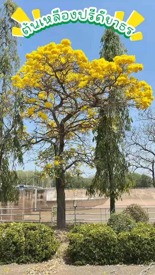พาชม ต้นเหลืองปรีดียาธร ดอกสีเหลืองเข้มสดใส ดอกจะบานสะพรั่งในช่วงหน้าร้อน