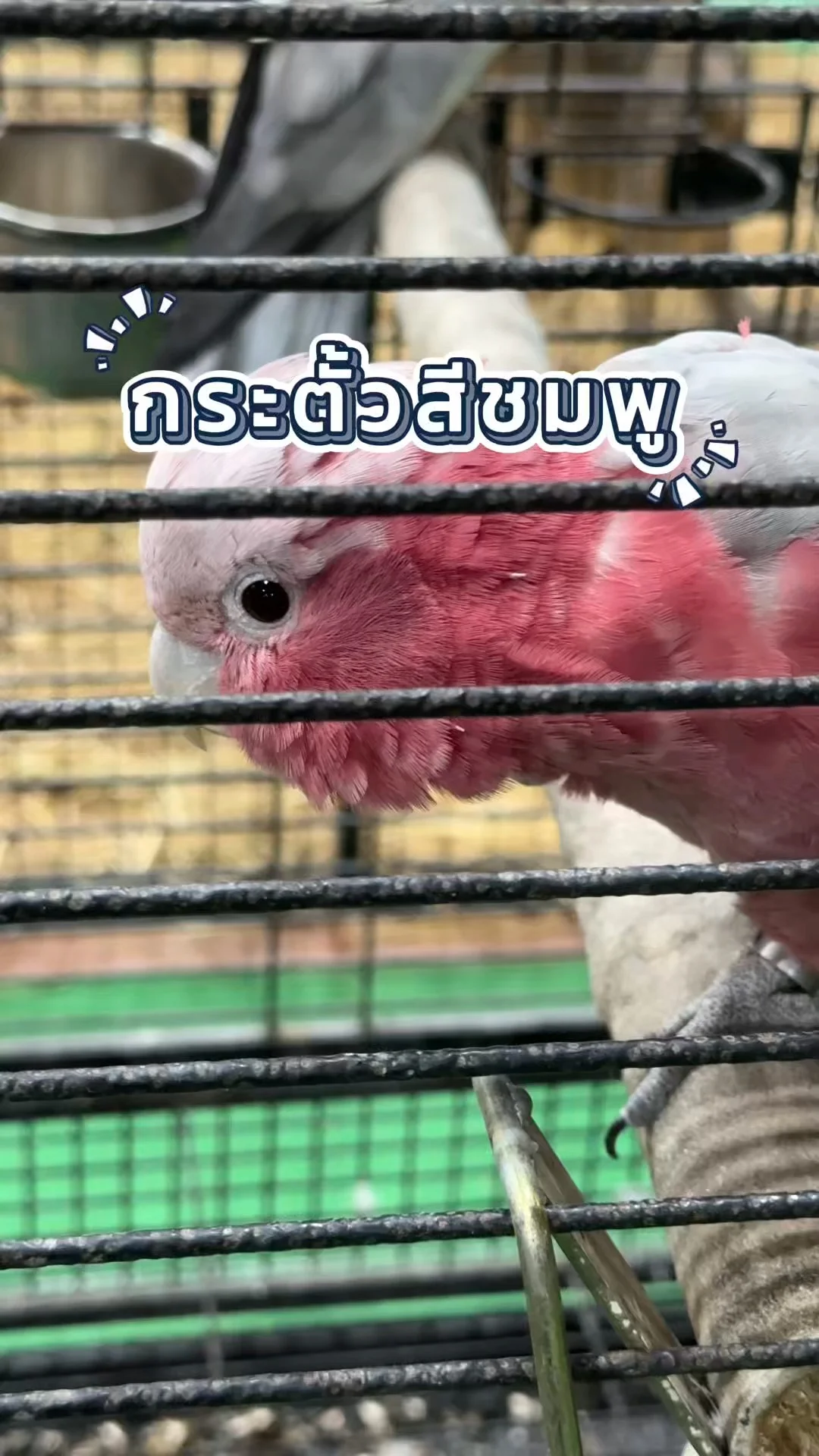 นกกระตั้วสีชมพู กาลาห์ Galah สีหวานสดใส ฉลาด เป็นนกนิยมเลี้ยง