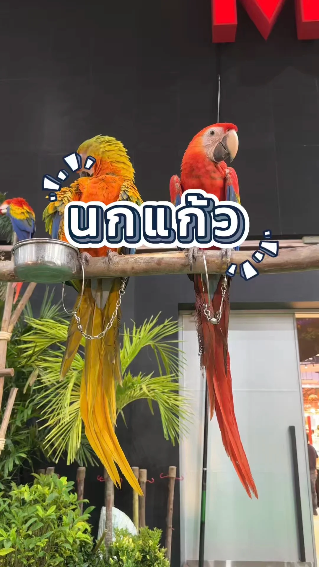 นกแก้ว เดอะมอลล์บางแค สีสวย สุขภาพดี ไม่กลัวคน