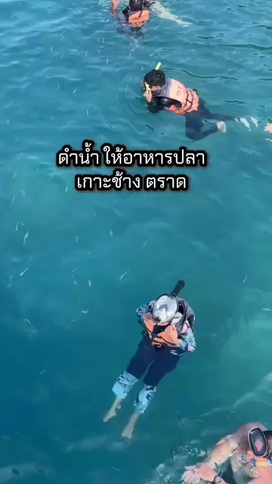 ดำน้ำให้อาหารปลา จุดดำน้ำเกาะช้าง จ.ตราด พิกัดสวยห้ามพลาด