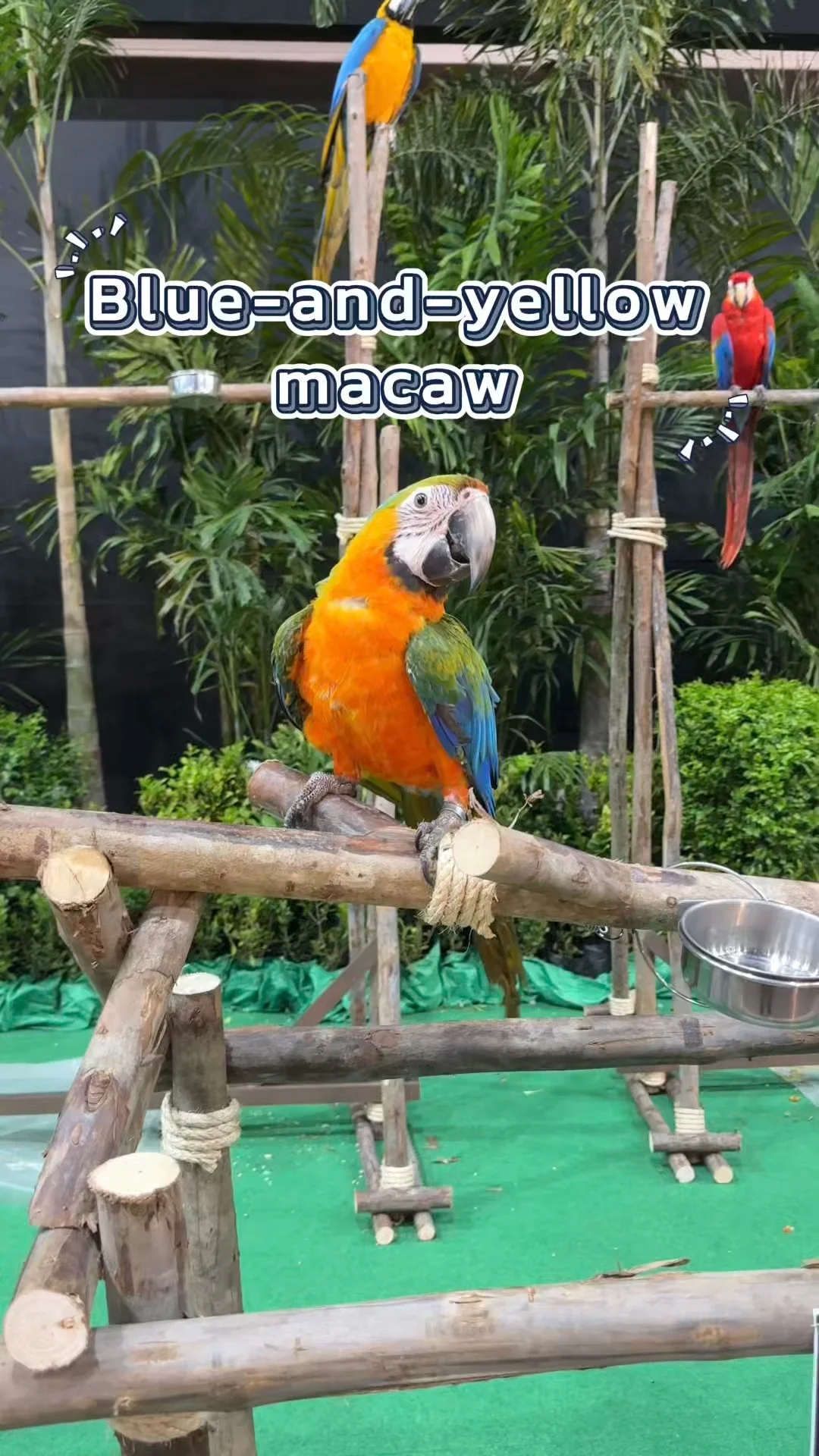 นกแก้วมาคอว์สีฟ้าอกเหลือง นกฉลาดฝึกได้ Blue-and-yellow macaw