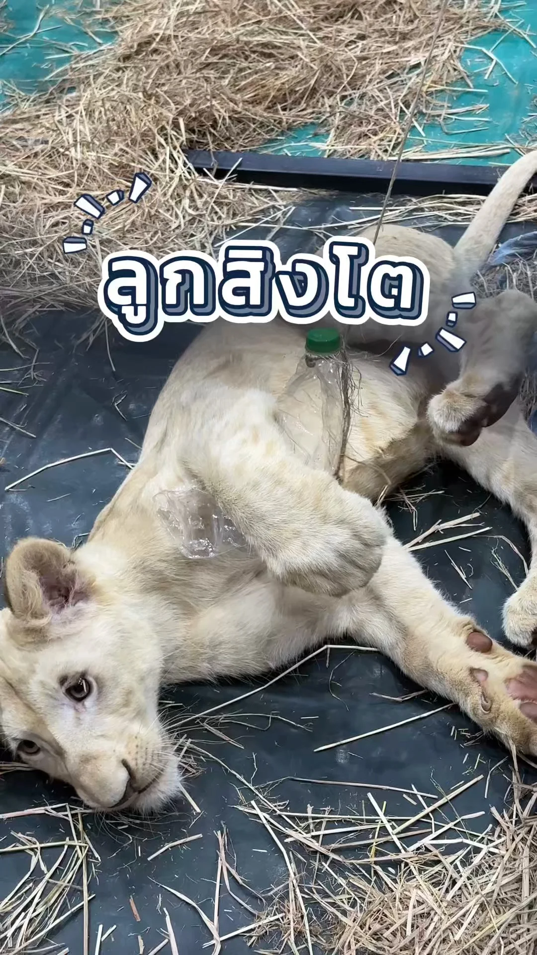 ลูกสิงโต ซุกซนขี้เล่น ปราดเปรียว ที่ เดอะมอลล์บางแค