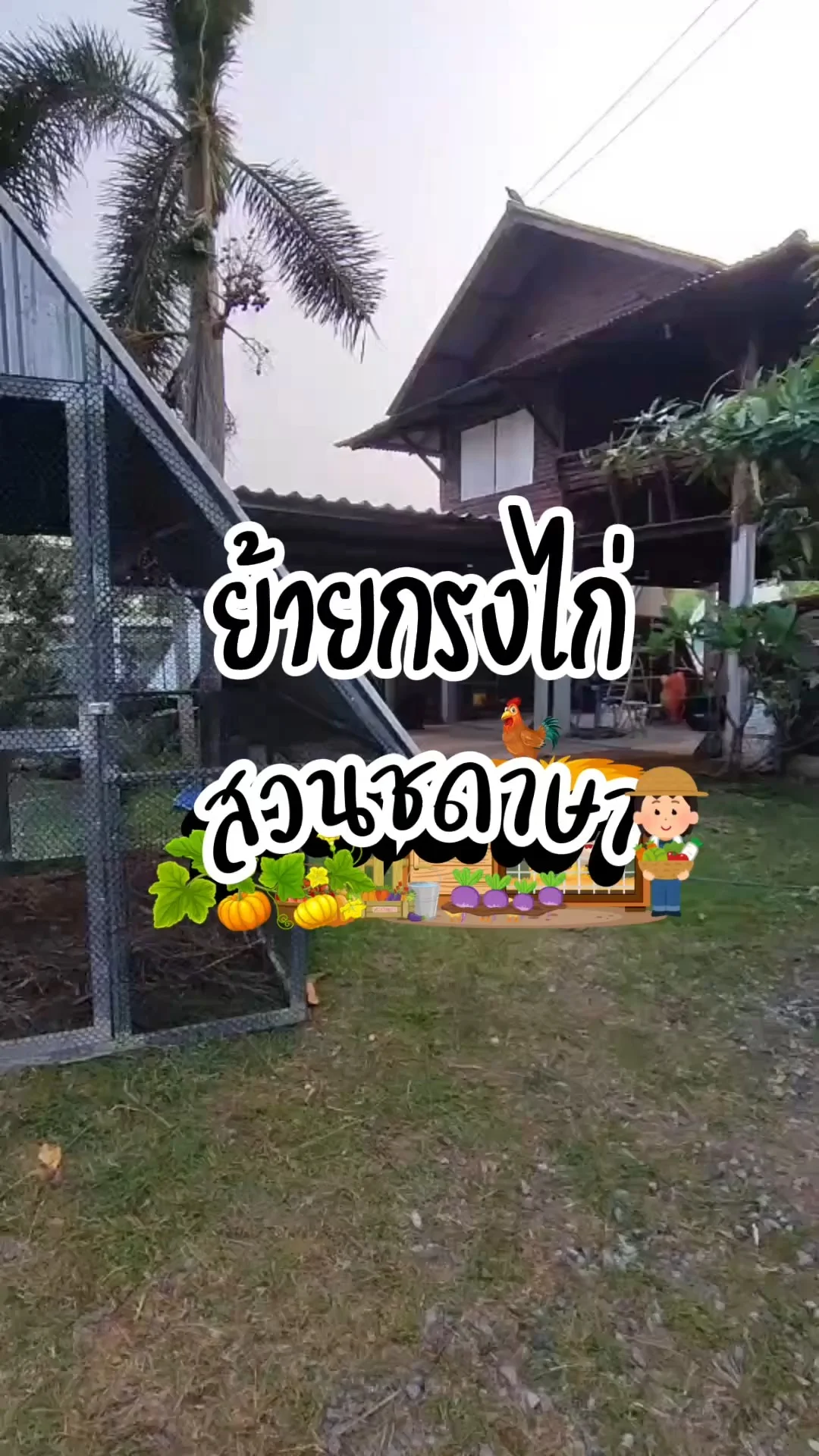 ย้ายกรงไก่ ให้ไก่ได้วิวใหม่ๆบ้าง ที่สวนชดาษา