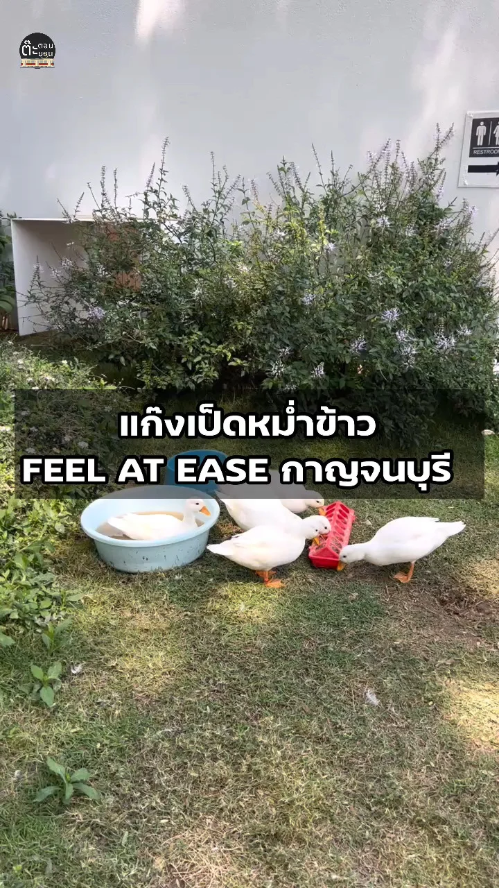 ส่องน้องเป็ดกำลังหม่ำข้าว น่ารักสุดๆ ที่ FEEL AT EASE คาเฟ่กาญจนบุรี