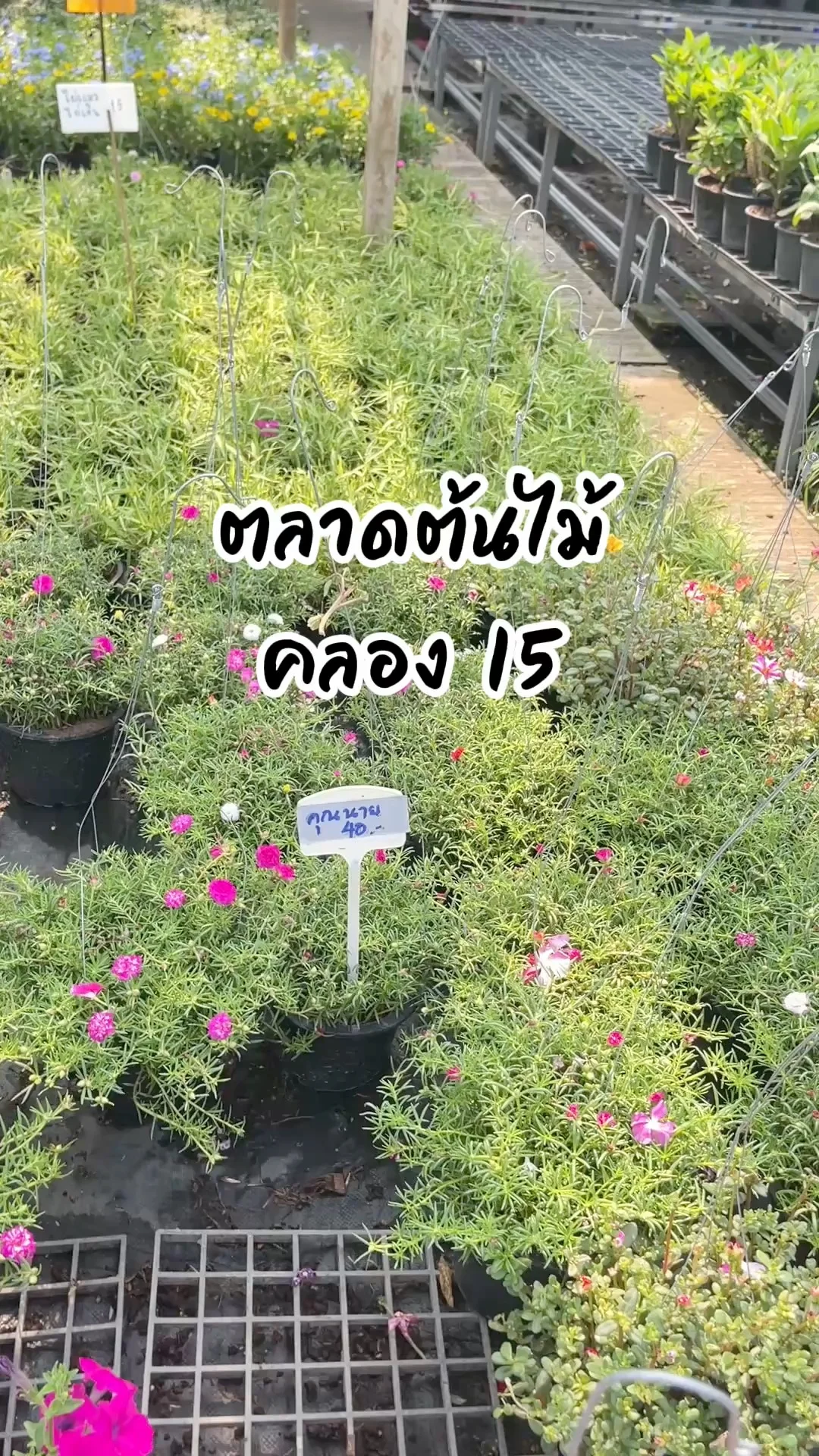 พาไปช้อปต้นไม้ละลายตา ที่ตลาดต้นไม้คลอง 15 คนรักต้นไม้ห้ามพลาด