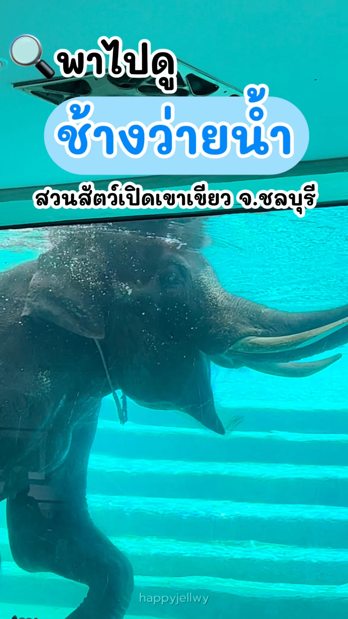 พาไปดูช้างว่ายน้ำ สวนสัตว์เปิดเขาเขียว จ.ชลบุรี