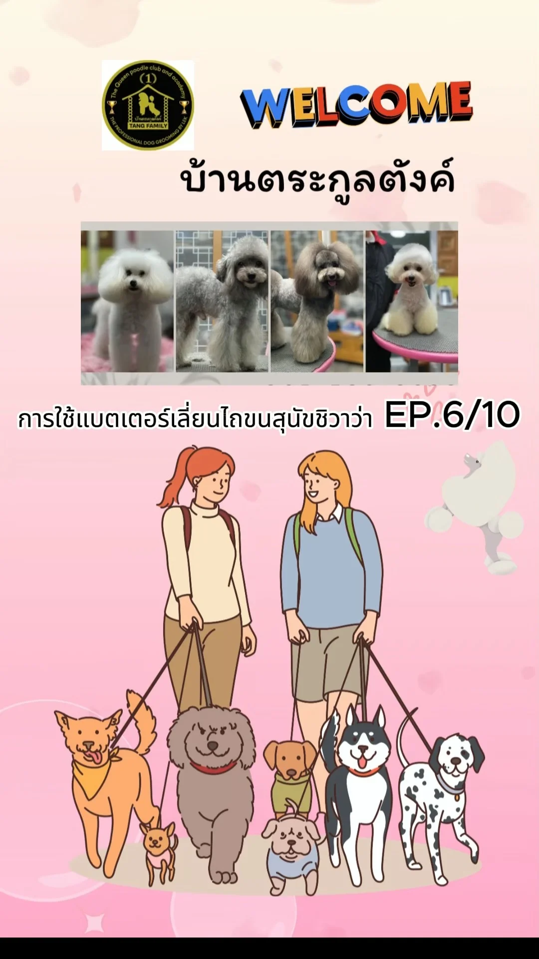 การใช้แบตเตอร์เลี่ยนไถขนสุนัขชิวาว่า EP.6/10