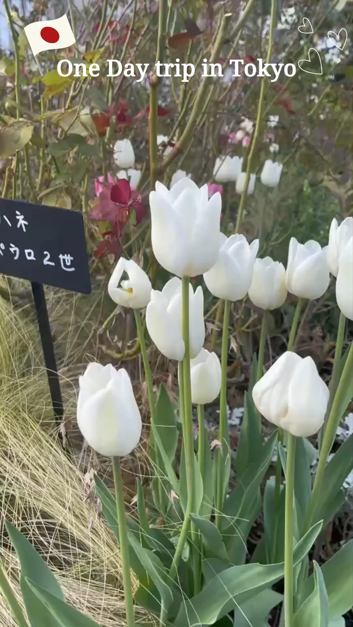 พาชมบรรยากาศเมือง One day trip in Tokyo