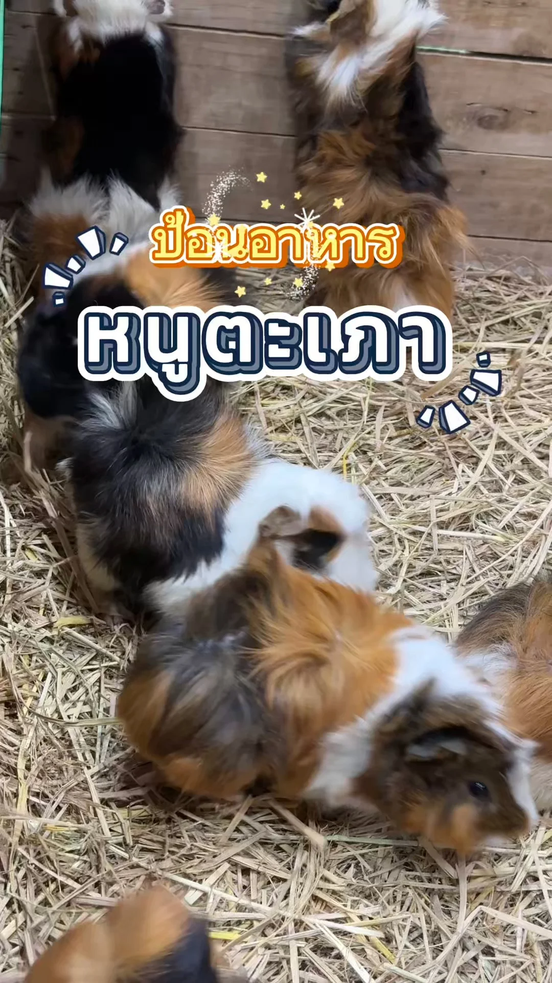 พาป้อนอาหารหนูตะเภา วิ่งขอกินกันไม่หยุด เห็นแล้วใจละลาย