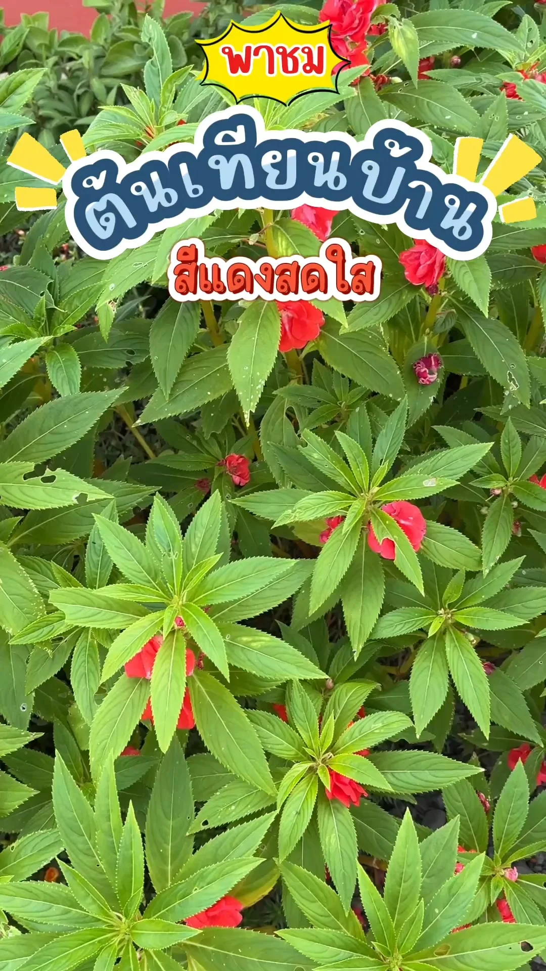 พาชม ต้นเทียนบ้าน ดอกสีแดงสดใสตัดกับใบสีเขียวอ่อน ปลูกง่าย ดูแลง่าย ออกดอกเร็ว