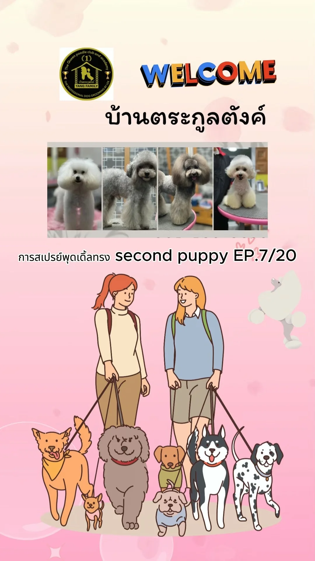 การสเปรย์พุดเดิ้ลทรง Second Puppy ในการจัดทรง