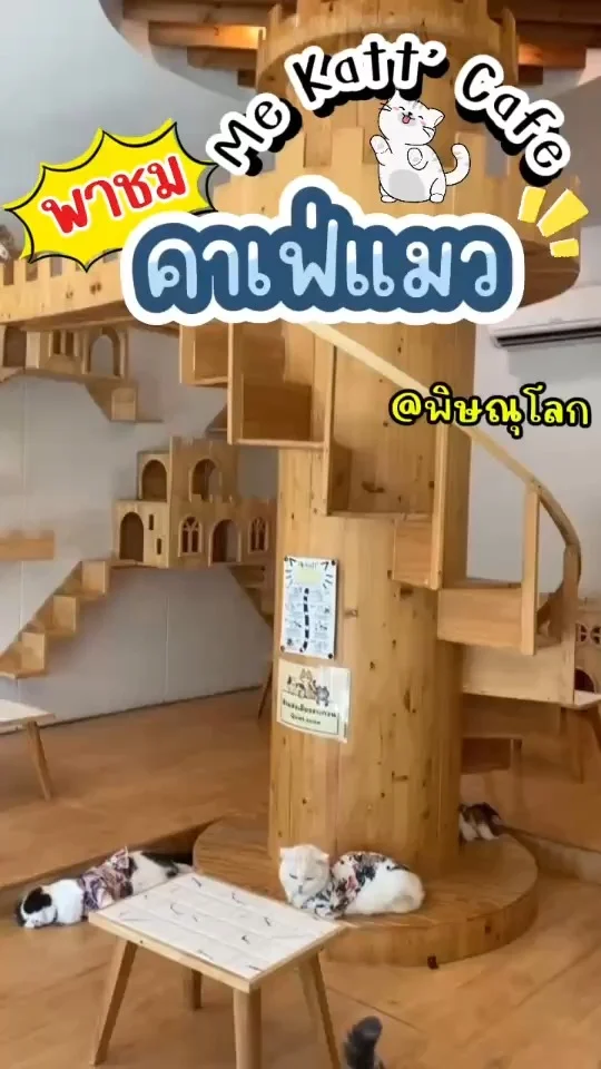 บรรยากาศในคาเฟ่แมว Me Katt'Cafe พิษณุโลก พร้อมทำความรู้จักน้องๆ