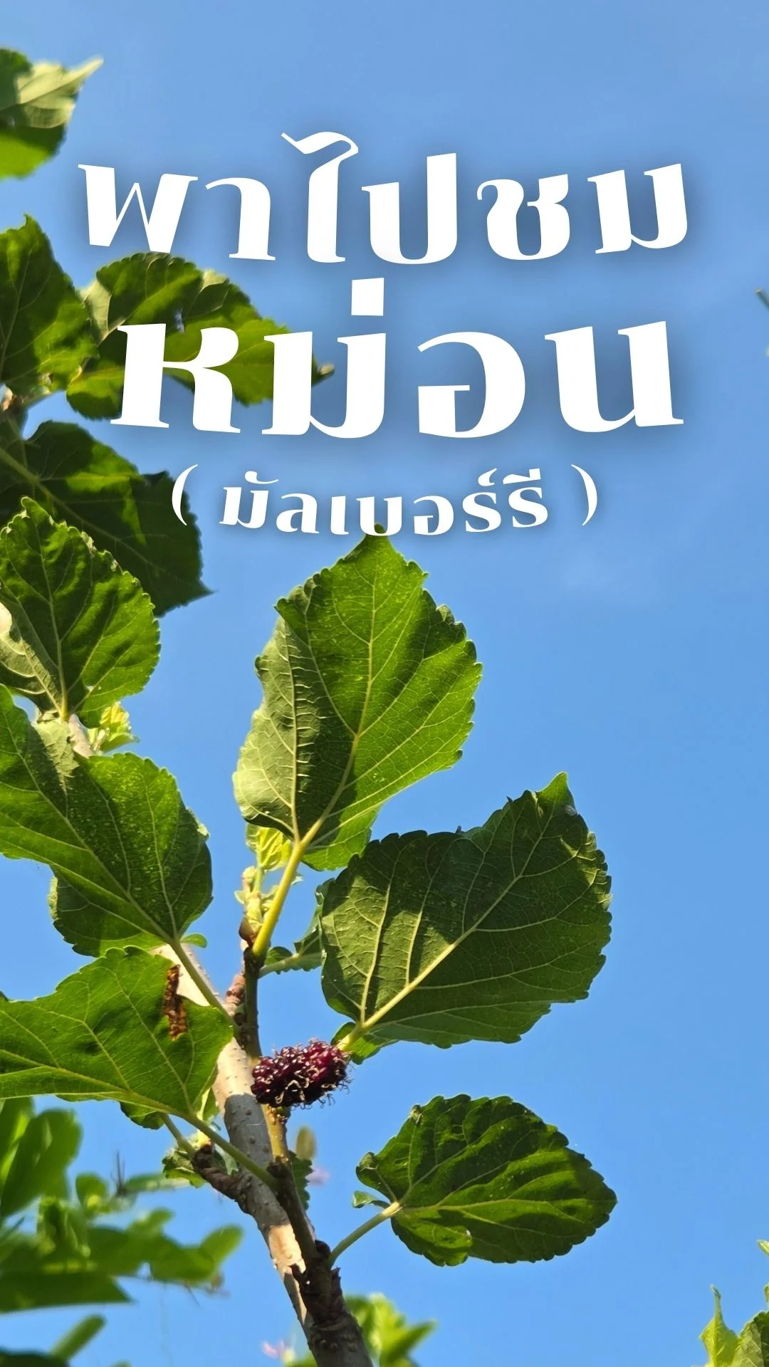 พาไปชม หม่อน หรือ มัลเบอร์รี ตามหลักฮวงจุ้ย ปลูกง่าย