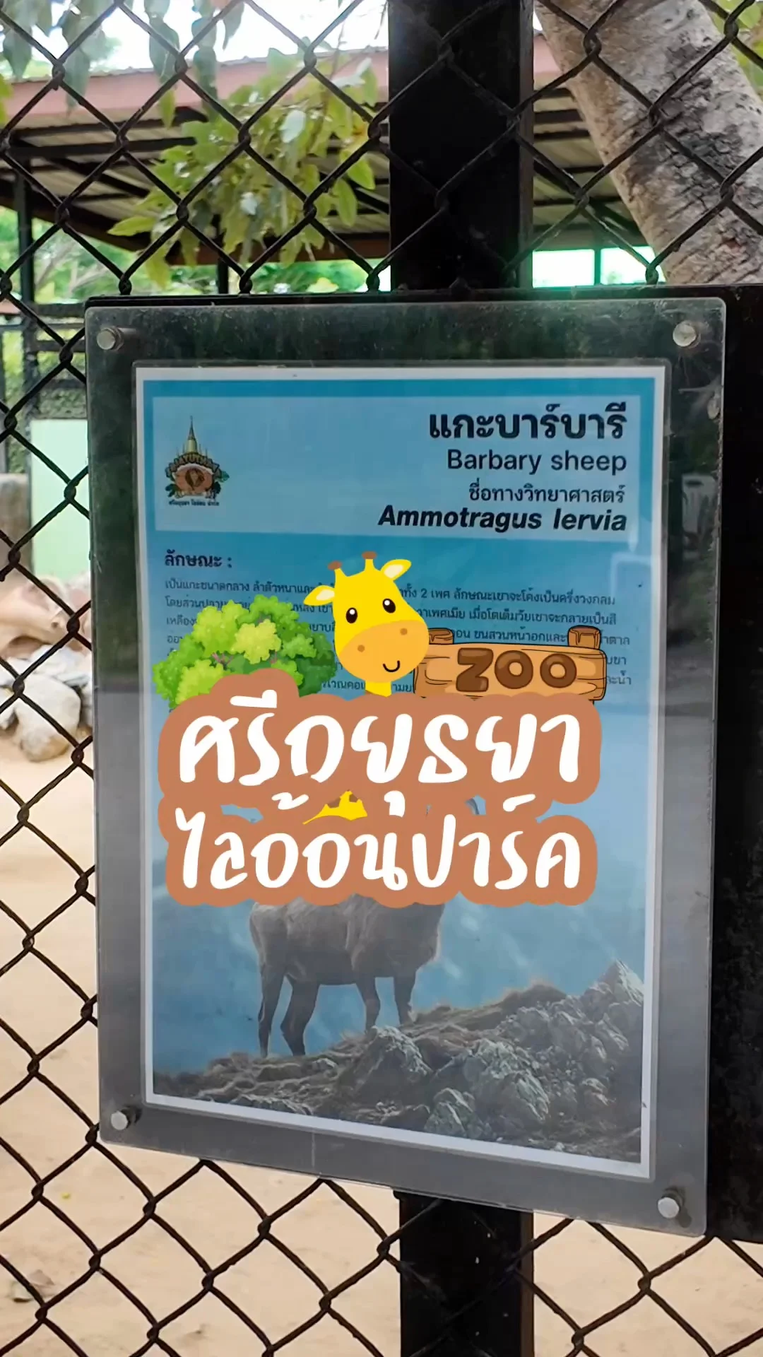 แกะบาร์บารี หาดูที่ไหนไม่ได้ มาดูได้ที่ศรีอยุธยาไลอ้อนปาร์ค จ.อยุธยา