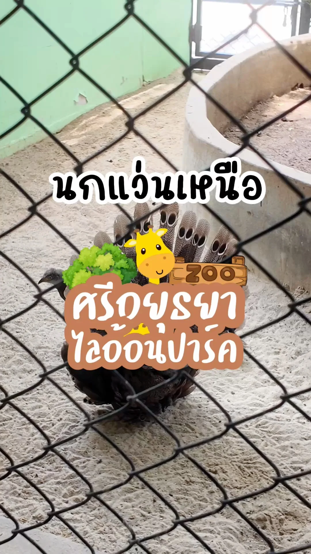นกแว่นเหนือ กำลังโชว์ความงาม ที่ศรีอยุธยาไลอ้อนปาร์ค จ.อยุธยา