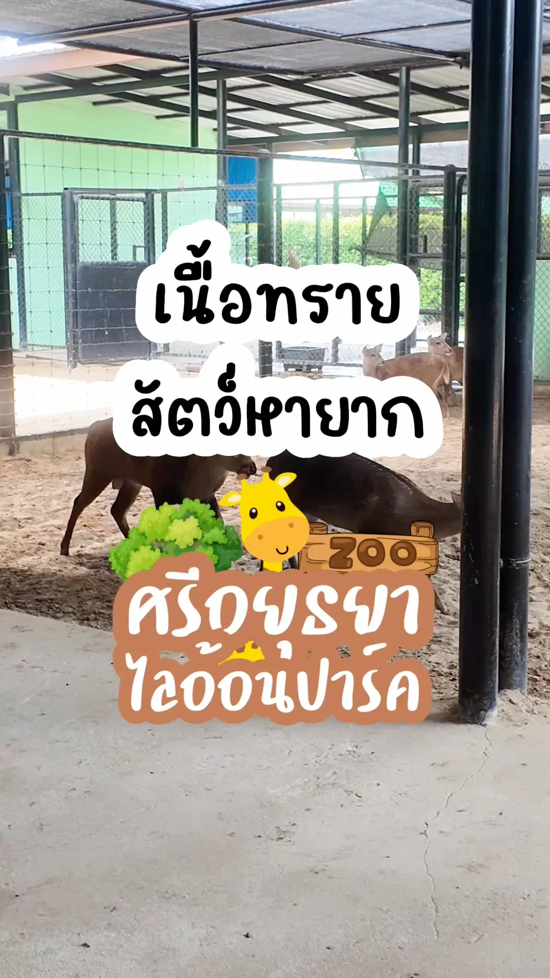 เนื้อทราย สัตว์หายาก ไปดูได้ที่ศรีอยุธยาไลอ้อนปาร์ค จ.อยุธยา