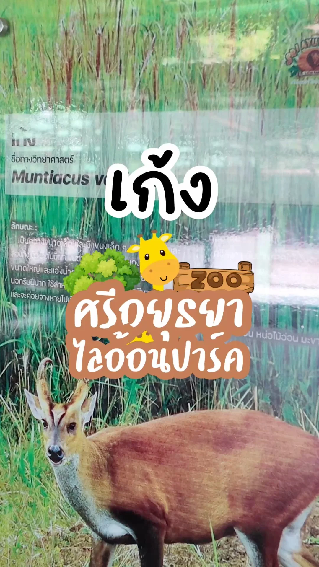 พาไปดูเก้ง ที่ศรีอยุธยาไลอ้อนปาร์ค จ.อยุธยา