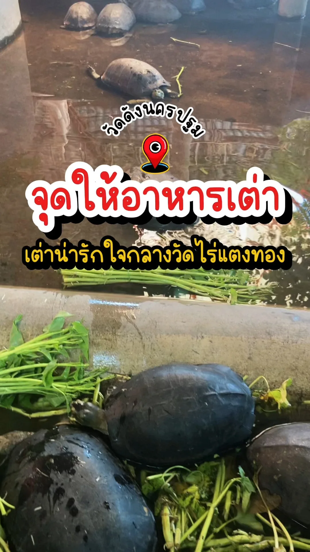จุดให้อาหารเต่า วัดไร่แตงทอง เต่าน่ารักใจกลางวัดดังนครปฐม