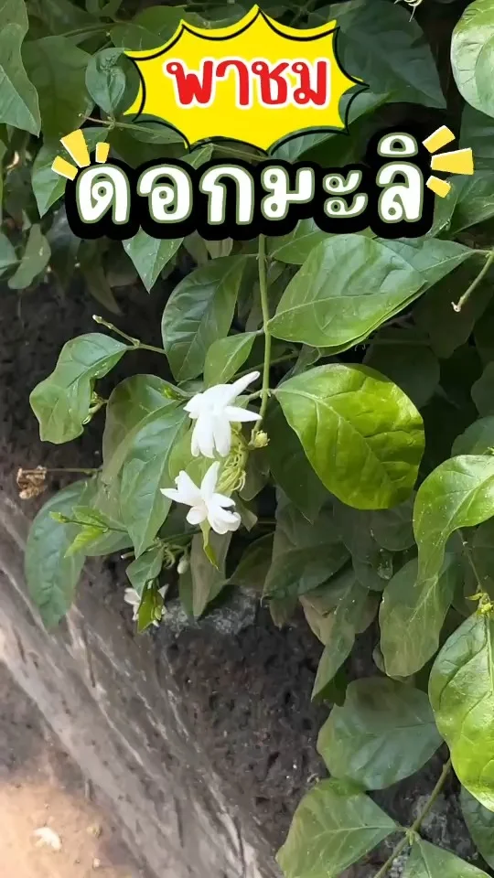 พาชม ดอกมะลิ สีขาว กลีบดอกมีชั้นเดียว กลิ่นหอมอ่อนๆ ดึงดูดคนที่เดินผ่านไปมา