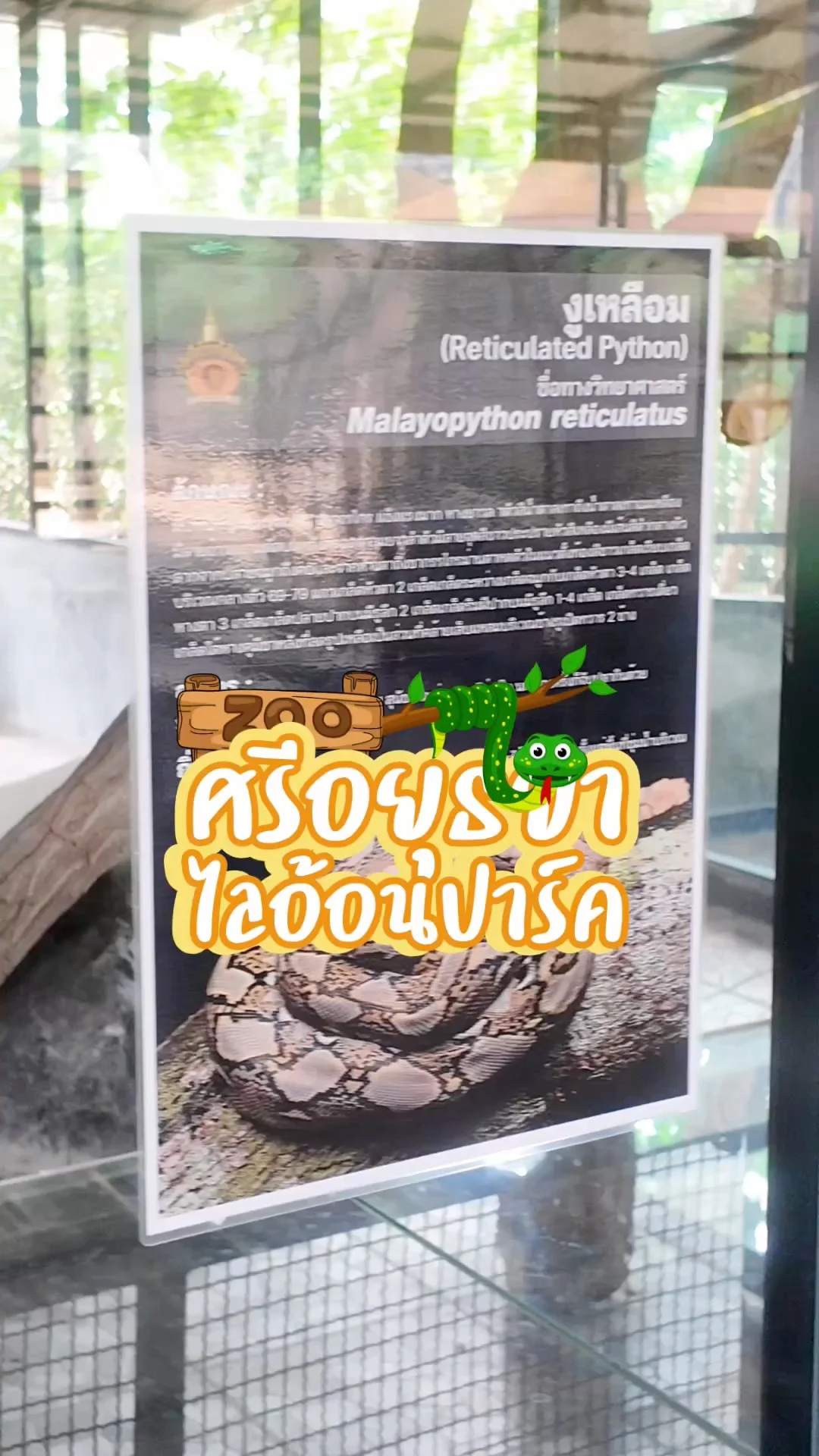 พาไปดูงูเหลือมตัวใหญ่ๆ ที่ศรีอยุธยาไลอ้อนปาร์ค จ.อยุธยา