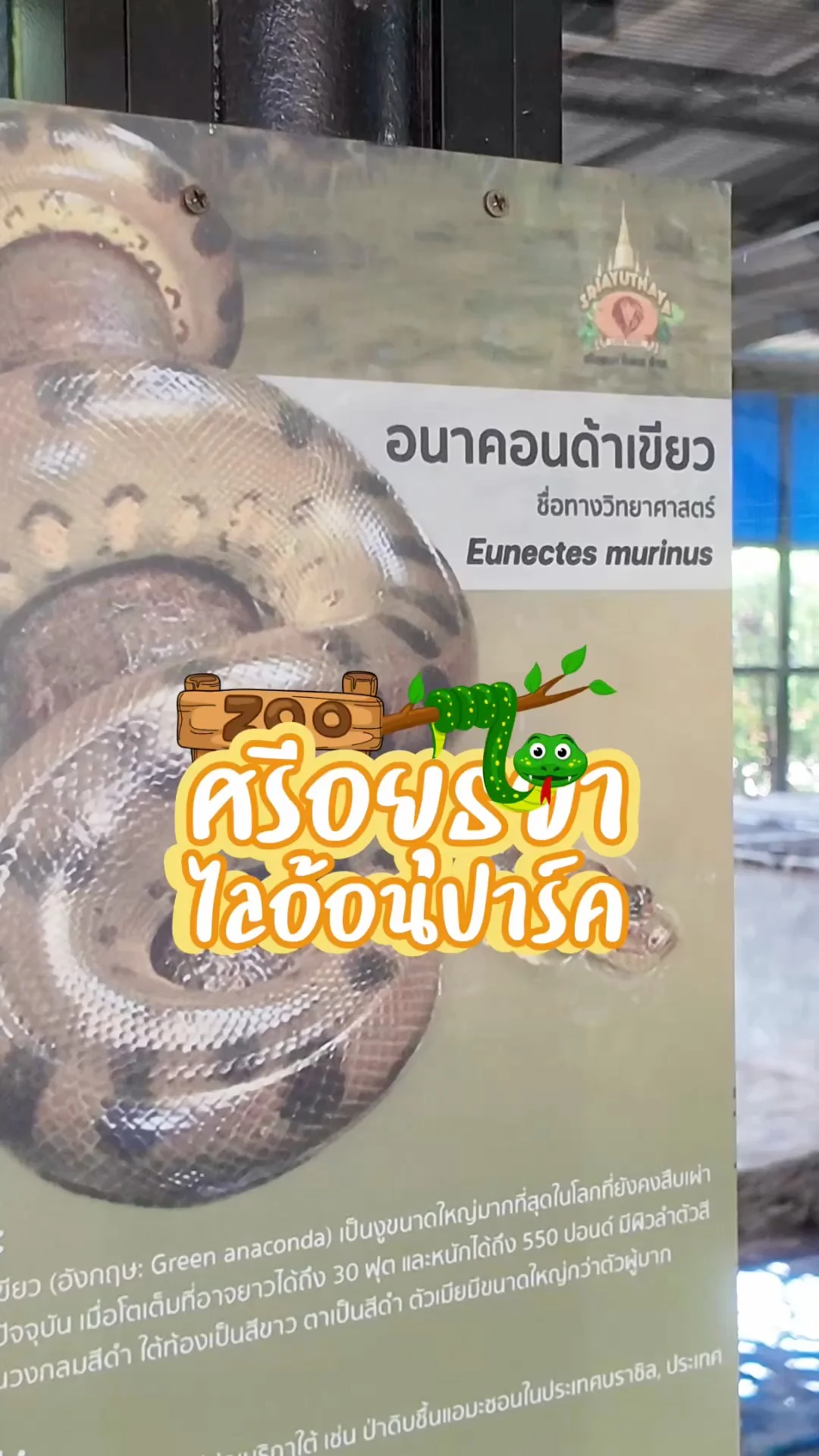 อนาคอนด้าเขียวกำลังเล่นน้ำ ที่ศรีอยุธยาไลอ้อนปาร์ค จ.อยุธยา