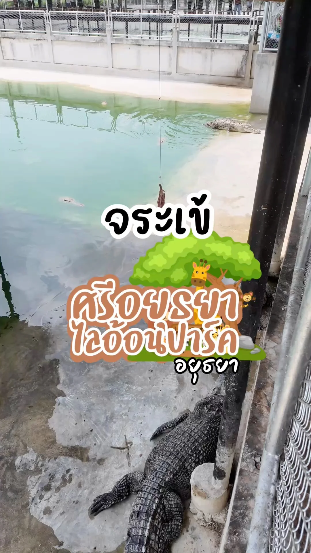 จระเข้ กำลังกินอาหาร ไปดูได้ที่ศรีอยุธยาไลอ้อนปาร์ค จ.อยุธยา