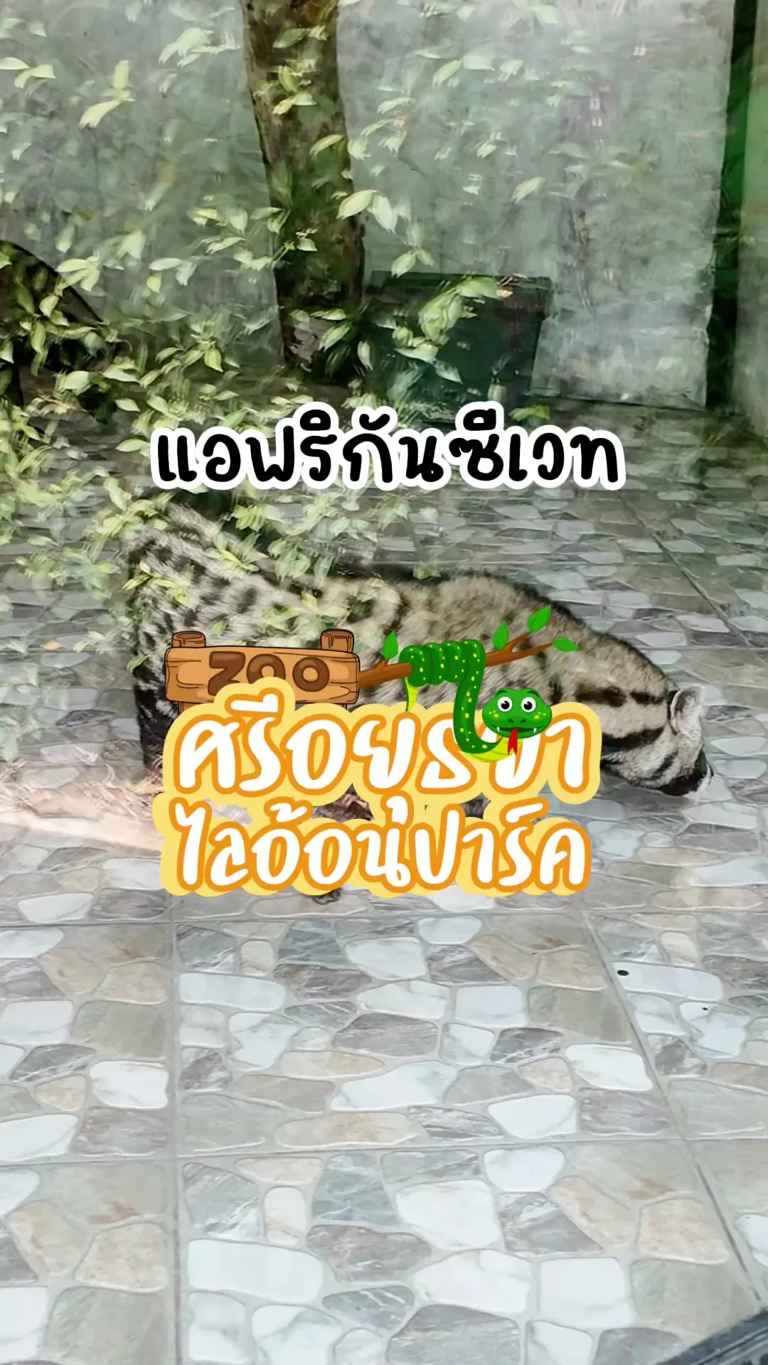 แอฟริกันซีเวท สัตว์แปลกแต่น่ารัก ไปดูได้ที่ศรีอยุธยาไลอ้อนปาร์ค จ.อยุธยา