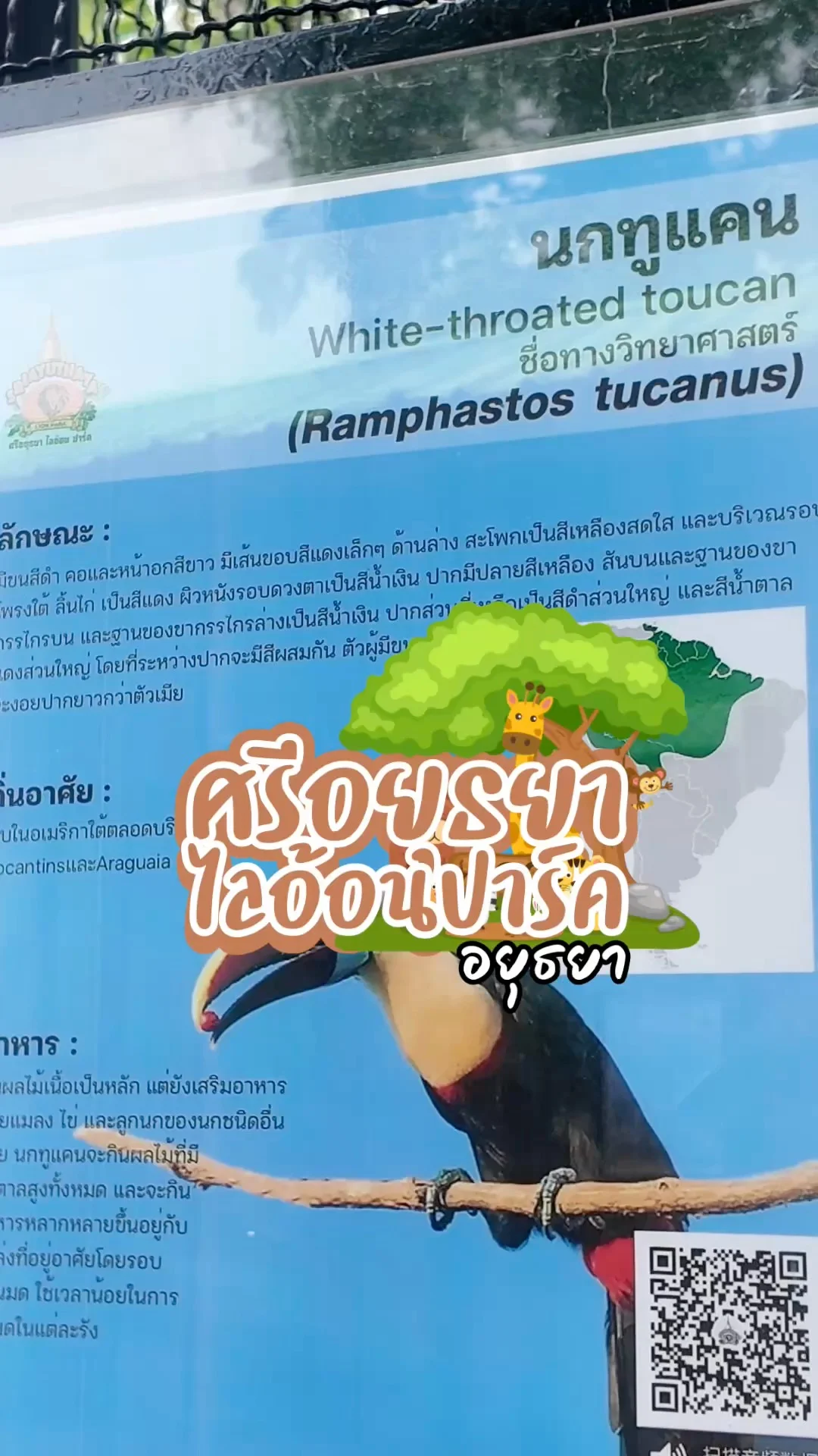 นกทูแคน หาดูได้ยากที่ศรีอยุธยาไลอ้อนปาร์ค จ.อยุธยา