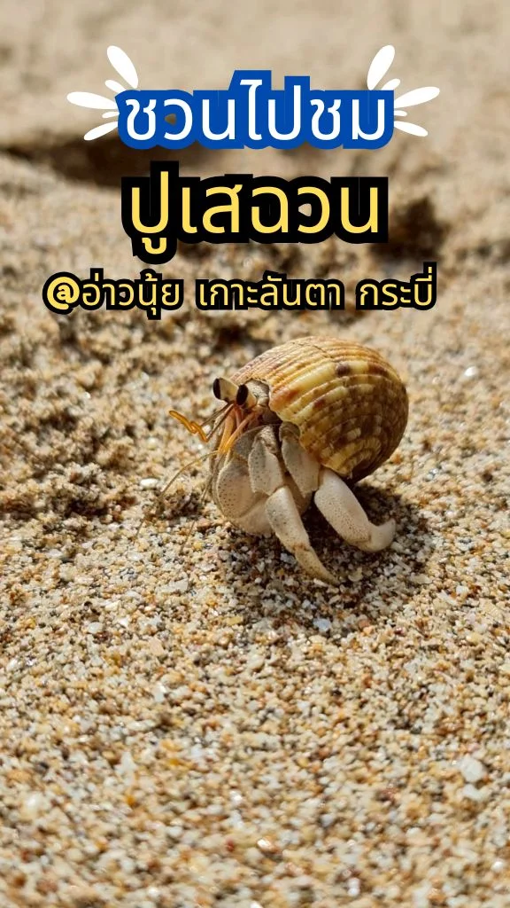ชวนไปชม น้องปูเสฉวนบก อ่าวนุ้ย เกาะลันตา จ.กระบี่ น้องน่ารักมาก ต้องแวะไปชม